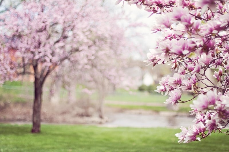 Scenic Beauty